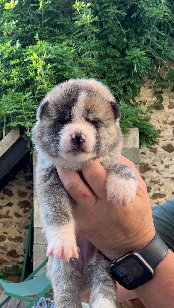 du Clos des Chtis - Chiots disponibles - Akita