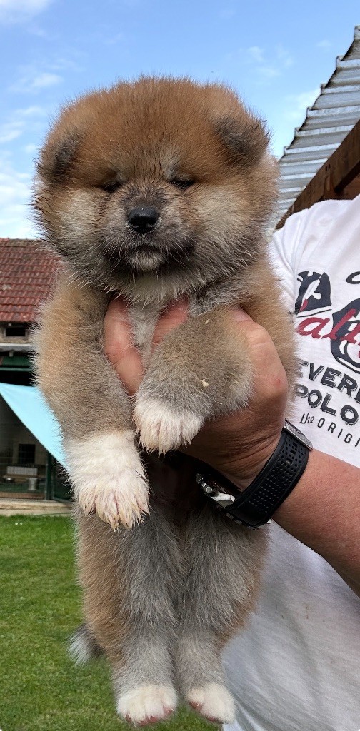 du Clos des Chtis - Chiots disponibles - Akita