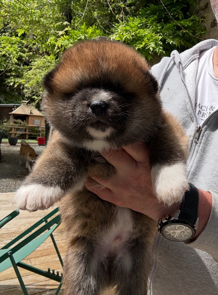 du Clos des Chtis - Chiots disponibles - Akita