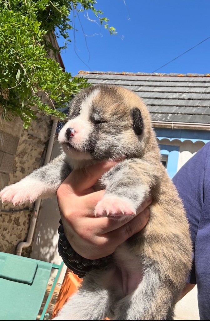 du Clos des Chtis - Chiots disponibles - Akita