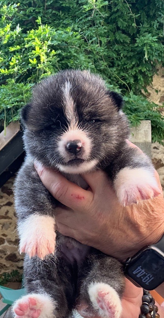 du Clos des Chtis - Chiots disponibles - Akita