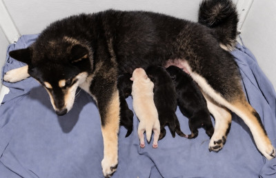 CHIOT 1