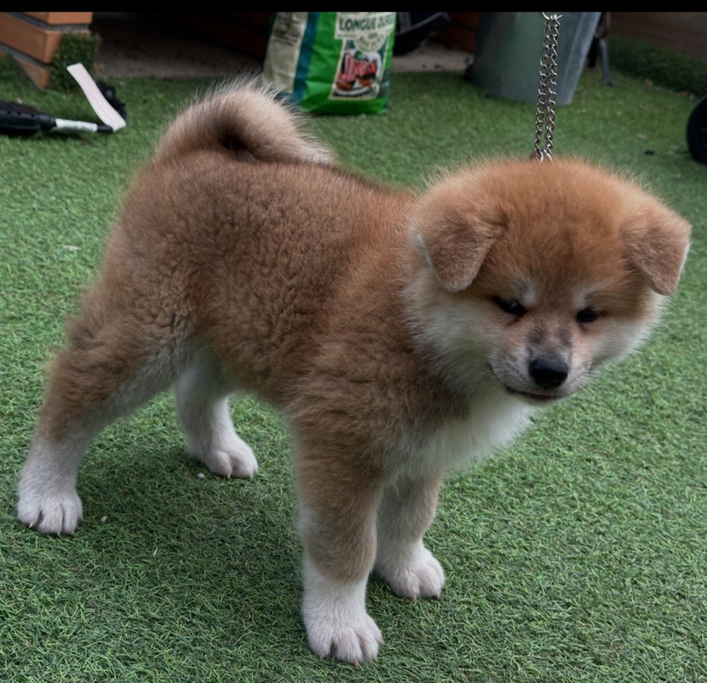 du Clos des Chtis - Chiots disponibles - Akita