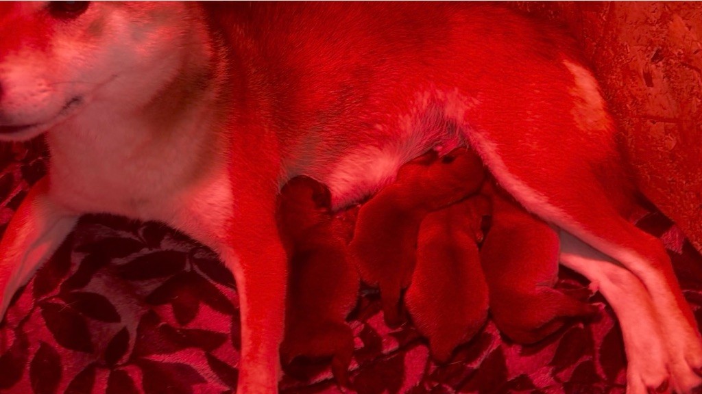 Chiot Shiba du Clos des Chtis
