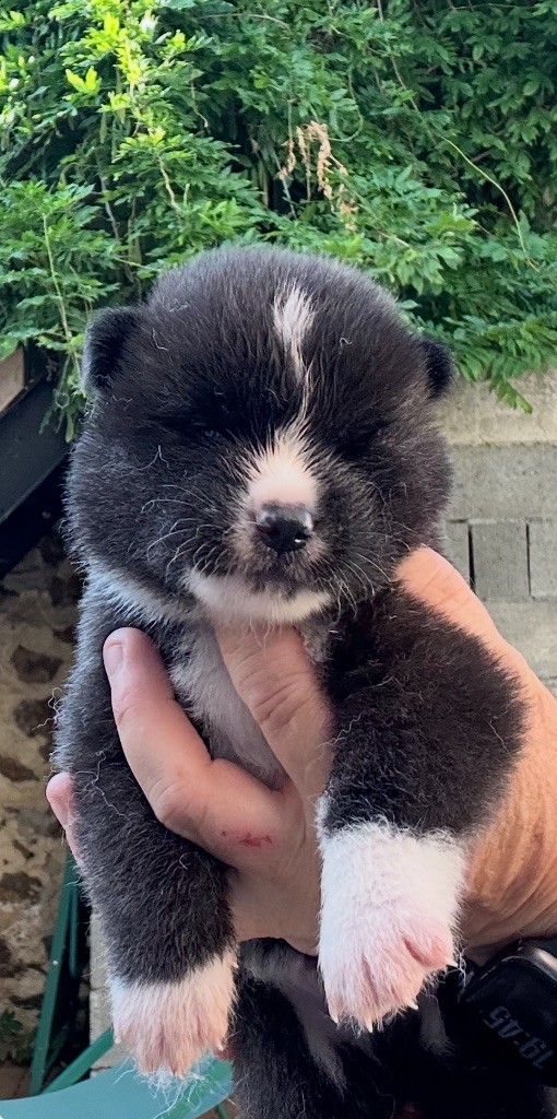 du Clos des Chtis - Chiots disponibles - Akita