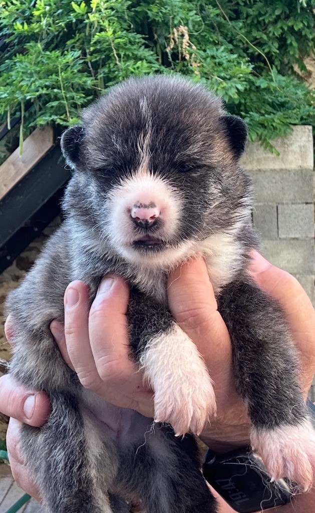 du Clos des Chtis - Chiots disponibles - Akita