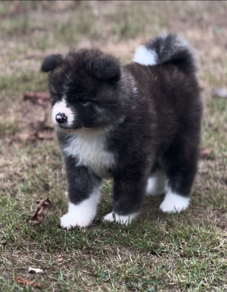 du Clos des Chtis - Chiots disponibles - Akita