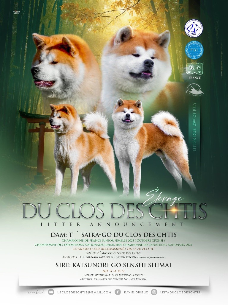 du Clos des Chtis - Chiots disponibles - Akita