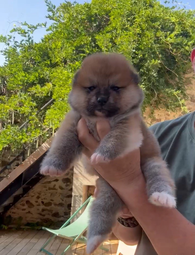 du Clos des Chtis - Chiots disponibles - Akita