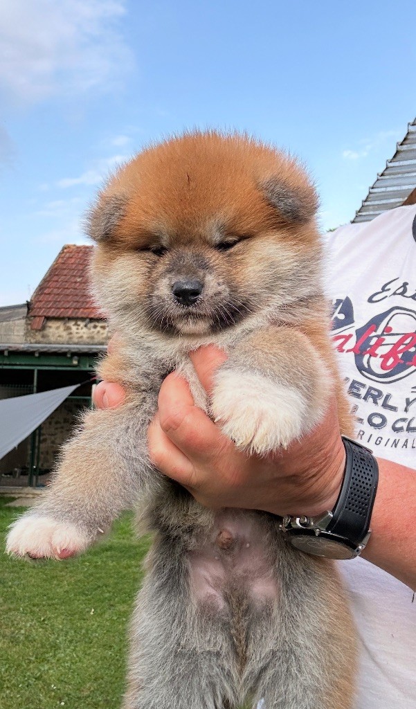 du Clos des Chtis - Chiots disponibles - Akita