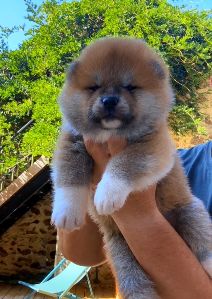 du Clos des Chtis - Chiots disponibles - Akita